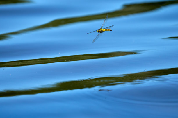 水上蜻蜓