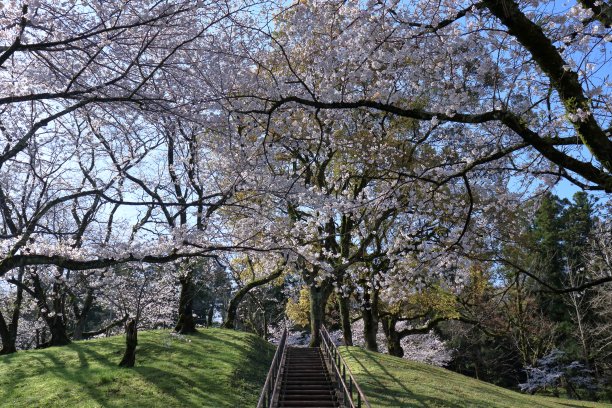 樱花山丘碧蓝天空