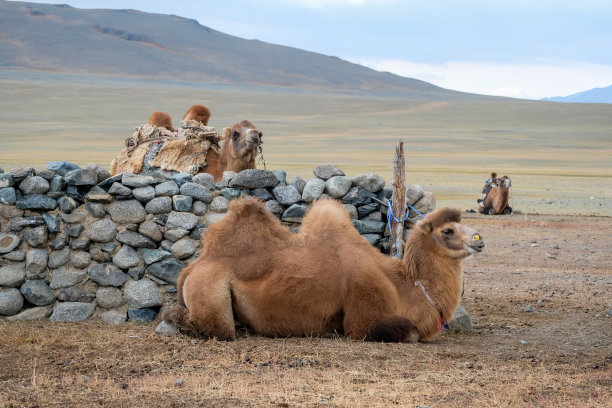双峰骆驼,阿尔泰山脉,兽群