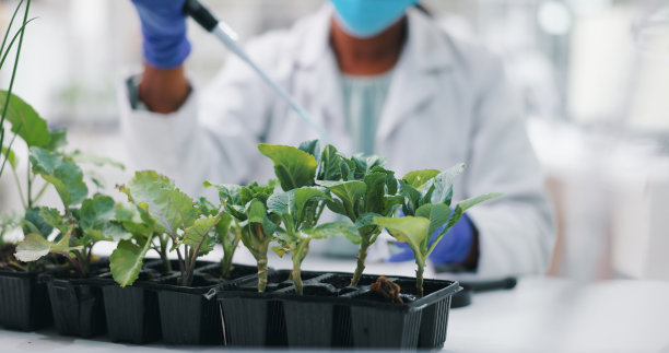 女科学家研究培养植物