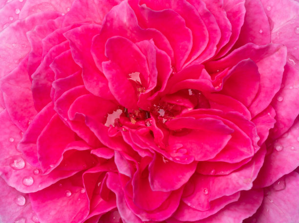 蔷薇花素材