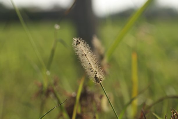 野草图案底纹