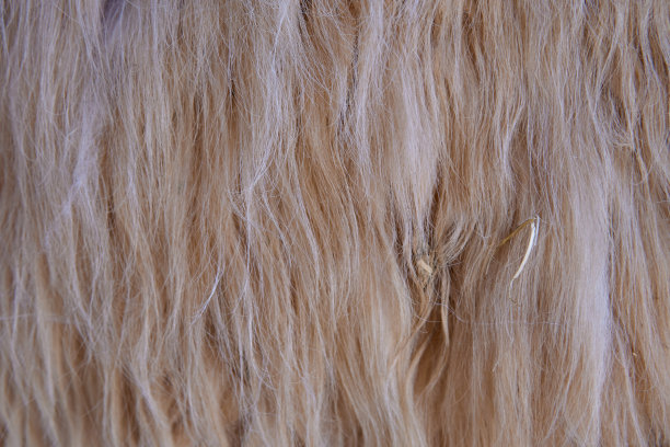 金色动物毛发纹理