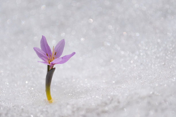 雏菊,花簇,番红花属