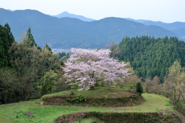 樱桃树,高山,宁静