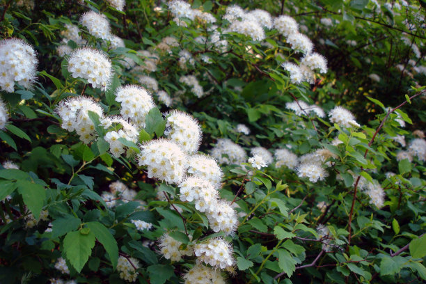 花草白色绿化园林植物