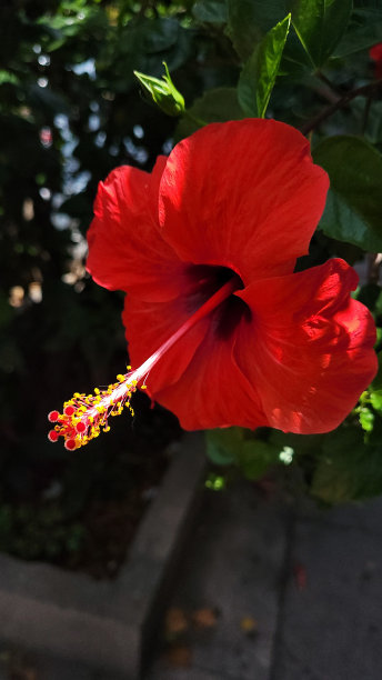 玫瑰花月季花图片