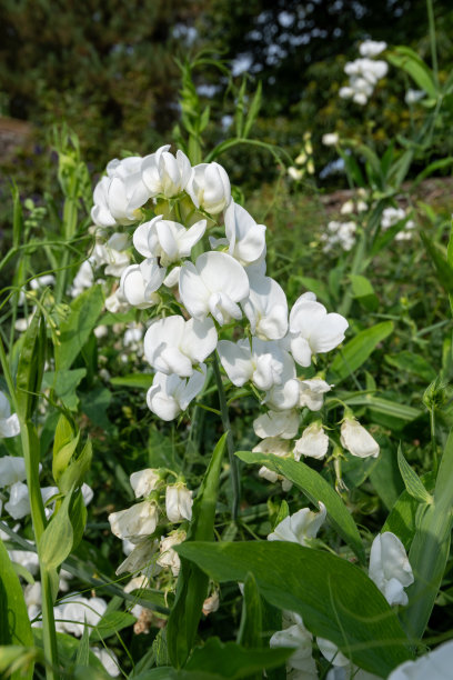 花草白色绿化园林植物