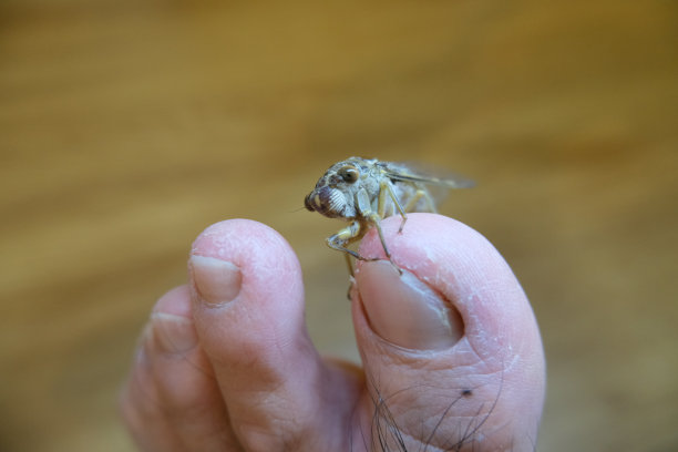 黄蜂,节肢动物,寄生的