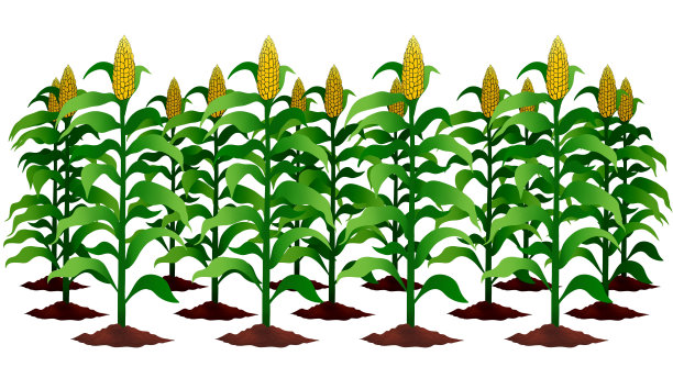 玉米苗图片