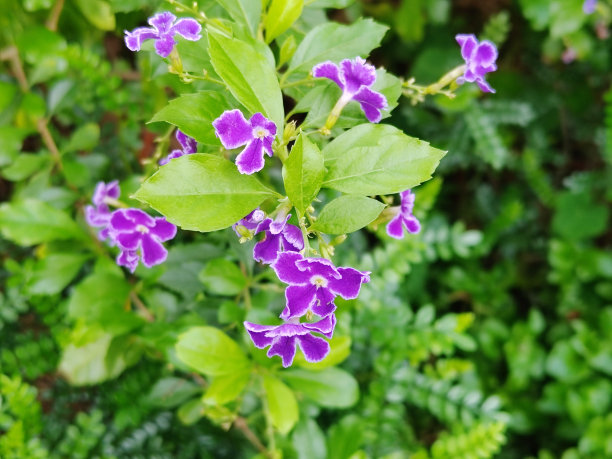 花 水滴 天 紫色