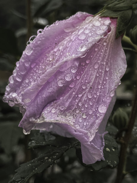 雨后白丁香花