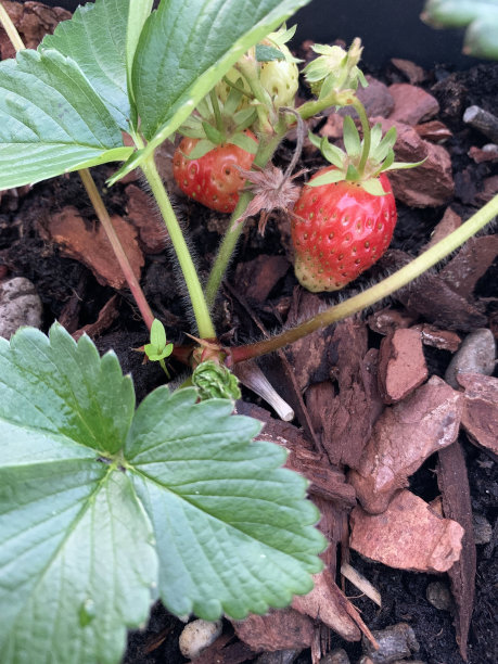 阳台盆栽草莓