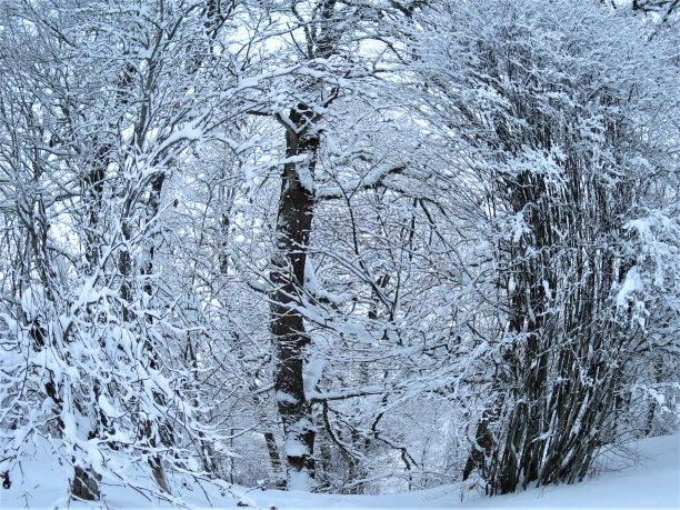 大雪,林中小道