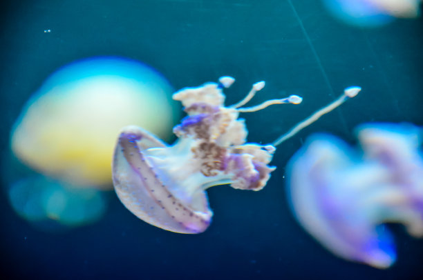 海洋 虾 鱼 生物