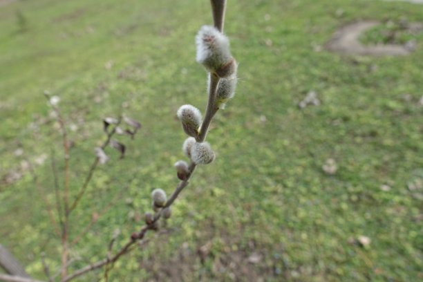 春天 花开 百花齐放 公