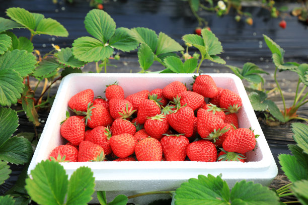 草莓种植草莓采摘
