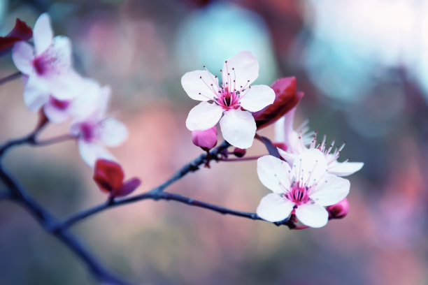 热带雨林与花卉叶子和鸟