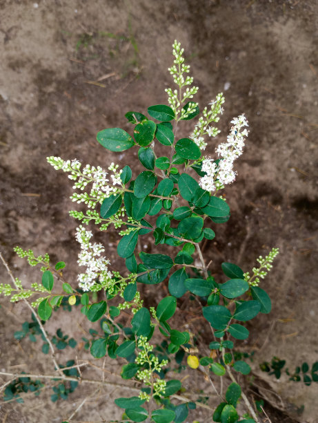 植物吊牌