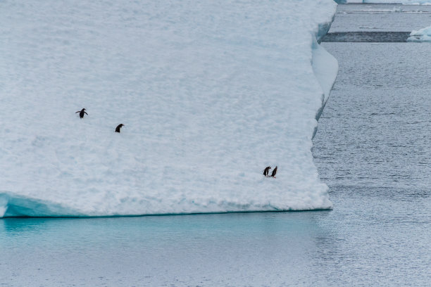 南极企鹅鲸鱼