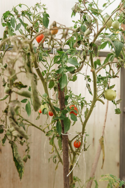 小番茄种植园