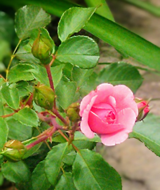 月季花花朵与花蕾