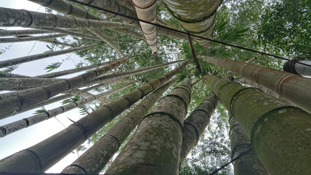 仰视竹子树木