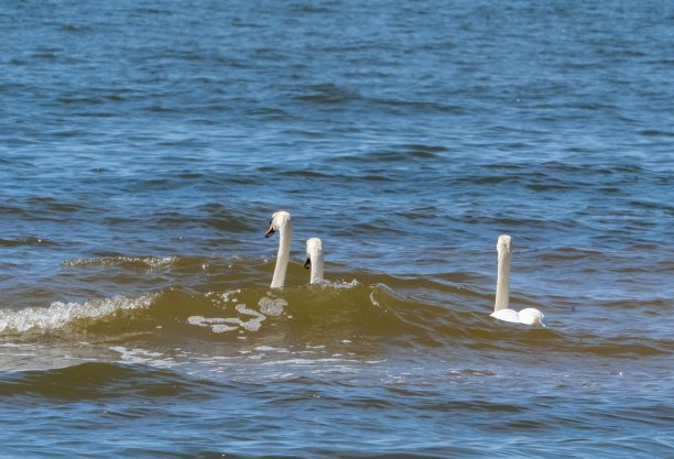 水中的一群天鹅