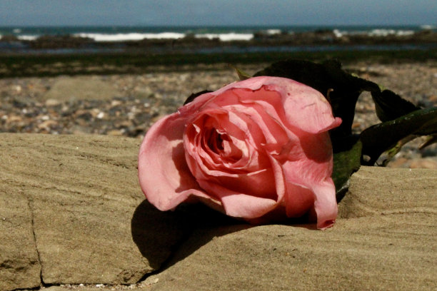 大海玫瑰倒影