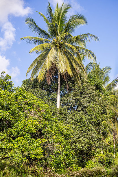 椰树林全景