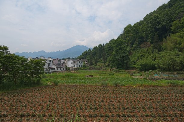 安徽粮食