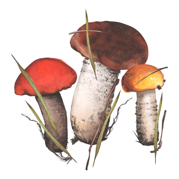 棕色蘑菇插图