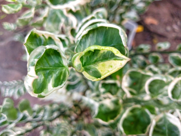 草本观赏植物