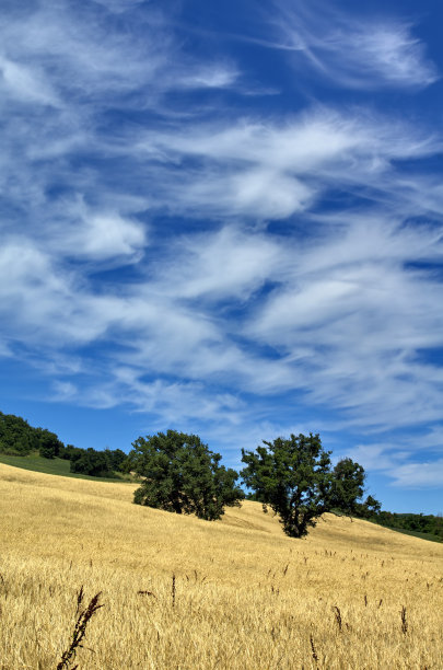 蓝天白云下的麦田图片