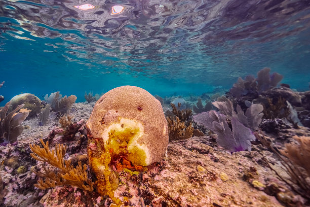 硬珊瑚,珊瑚,大眼竹荚鱼