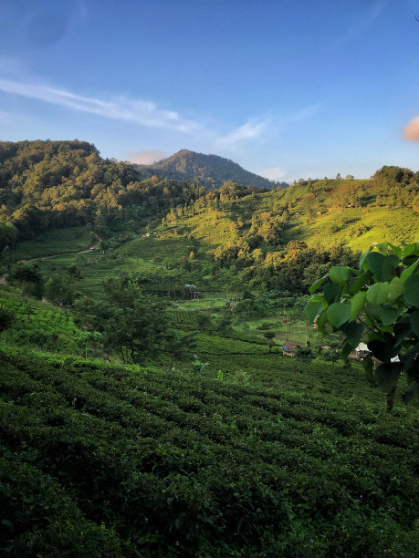 茶树植物