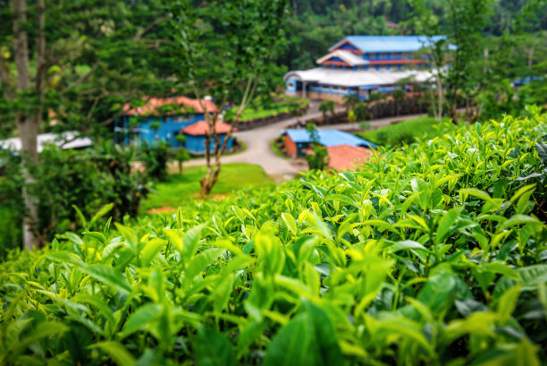 茶树植物