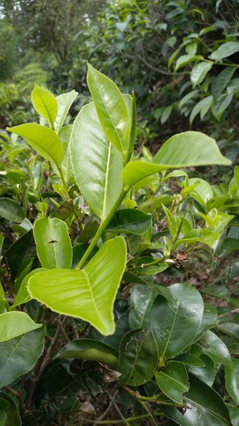 茶树植物