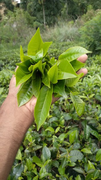 茶树植物