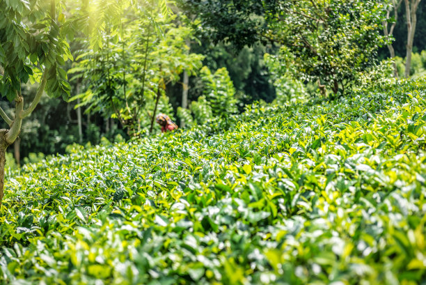 茶树植物