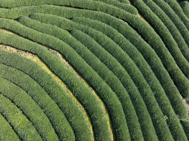 茶树植物