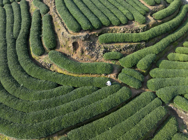 茶树植物