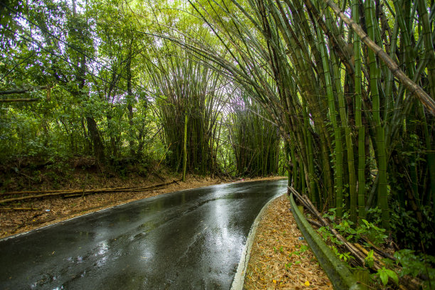 竹林下的公路