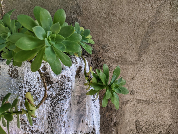 观赏植物装饰墙