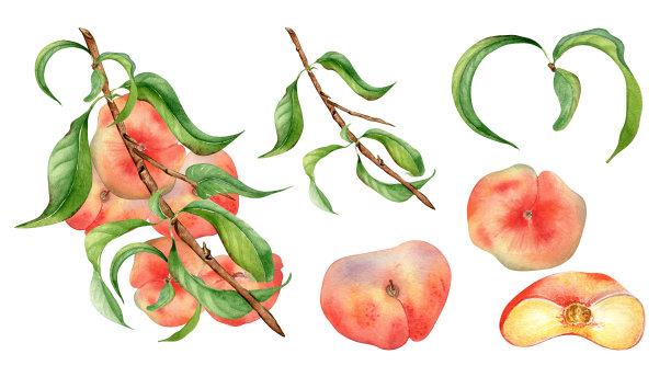 无花果包装手绘