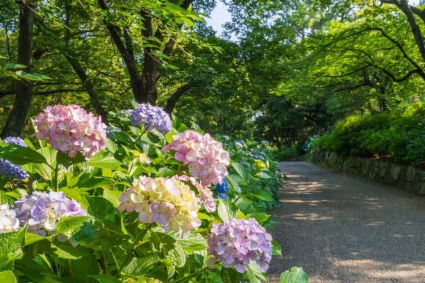 夏日日本小巷