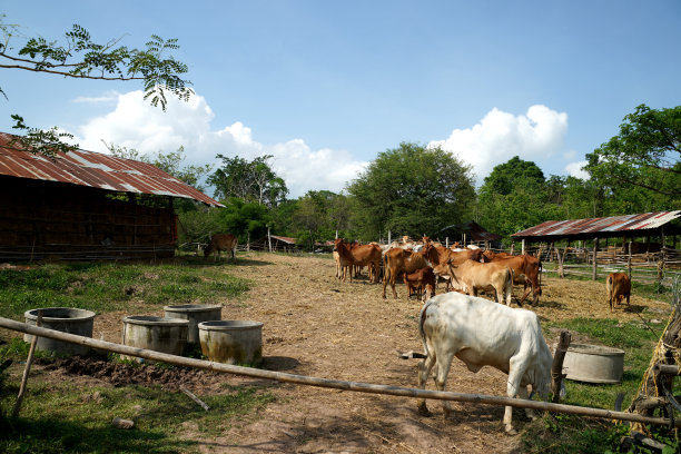 传统畜牧业
