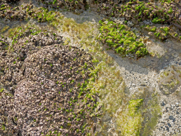 礁石上的绿海藻