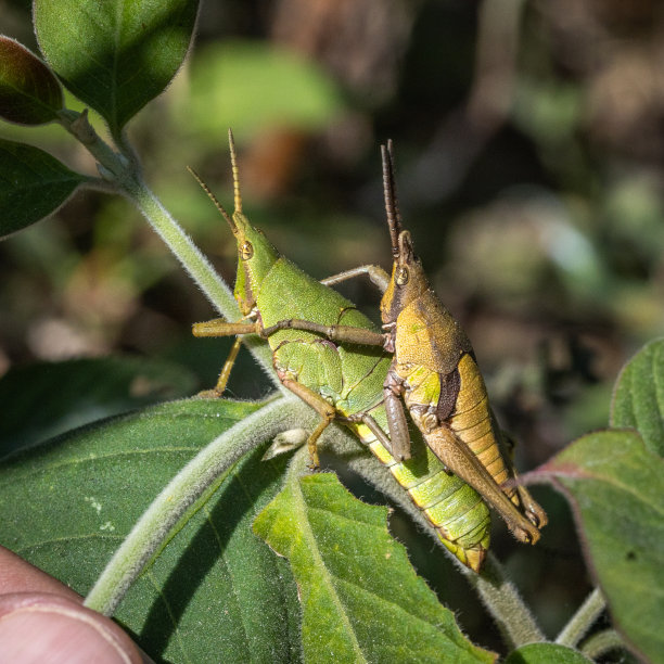 发光眼睛生物特写
