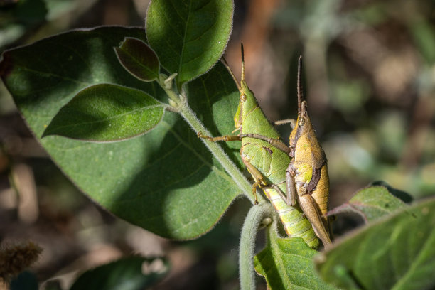 发光眼睛生物特写